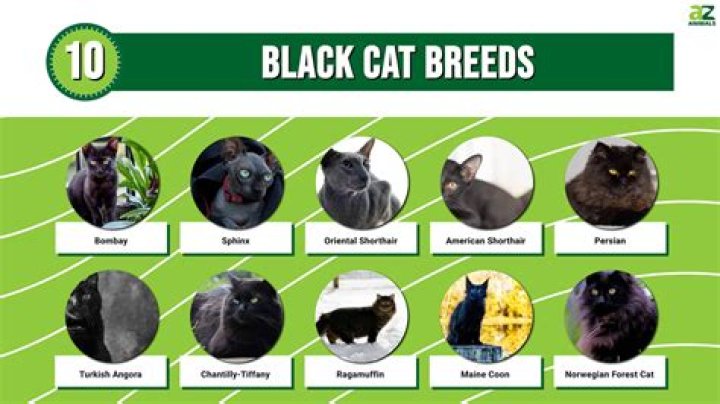 Are all black cats male?