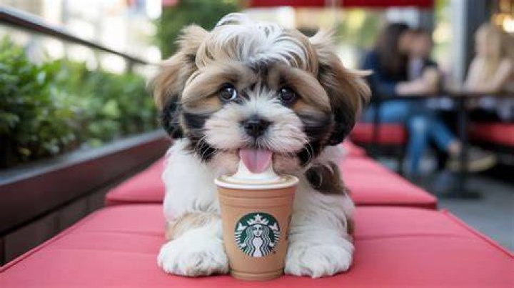 Are all Starbucks dog friendly?