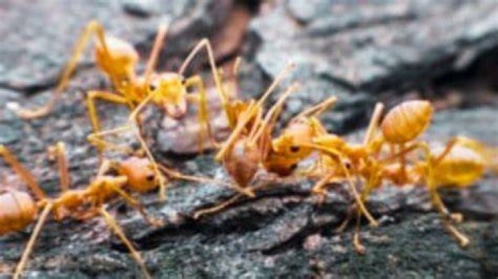 Are ants scared of dead ants?