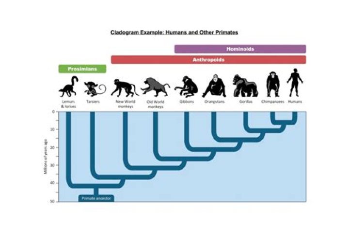 Are apes scared of humans?
