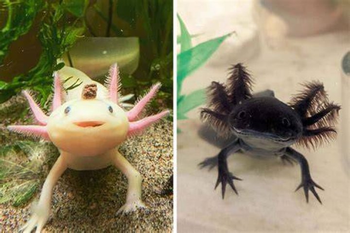 Are axolotls cute?
