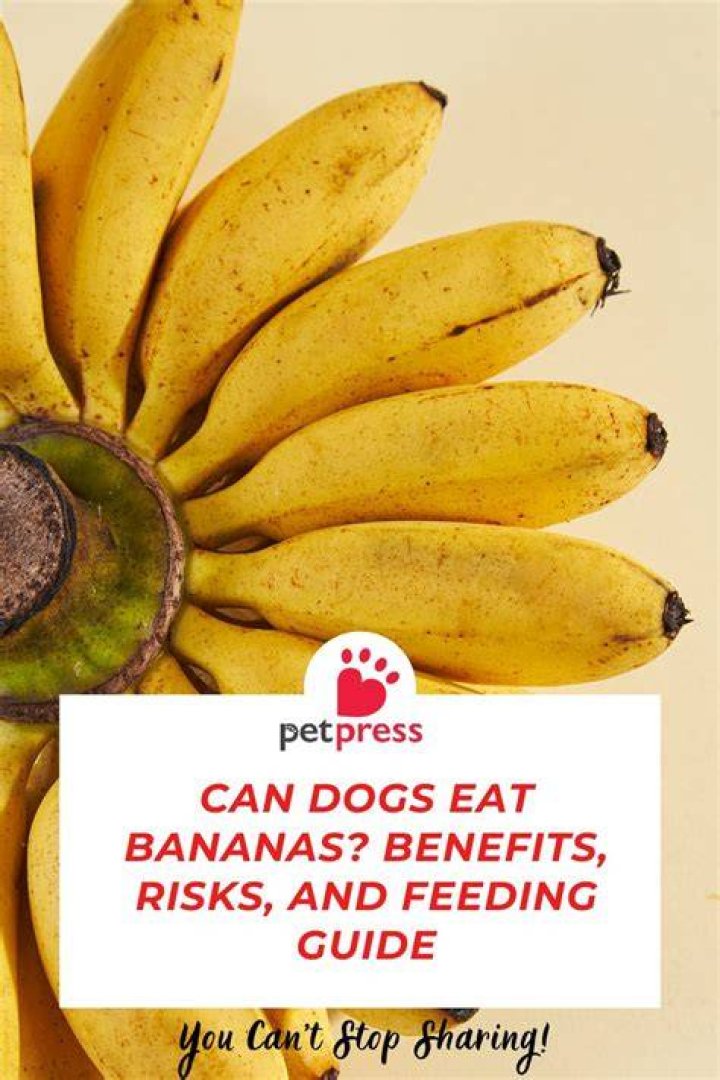 Are bananas good for dogs with acid reflux?