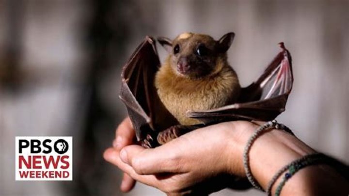Are bats friendly to humans?