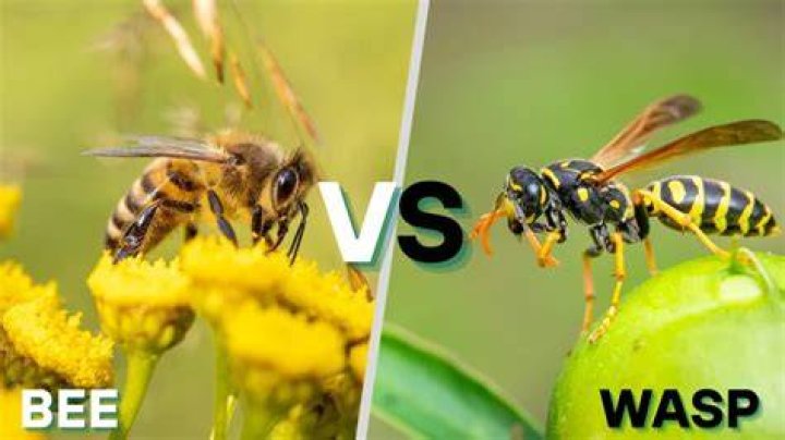 Are bees or wasps more aggressive?