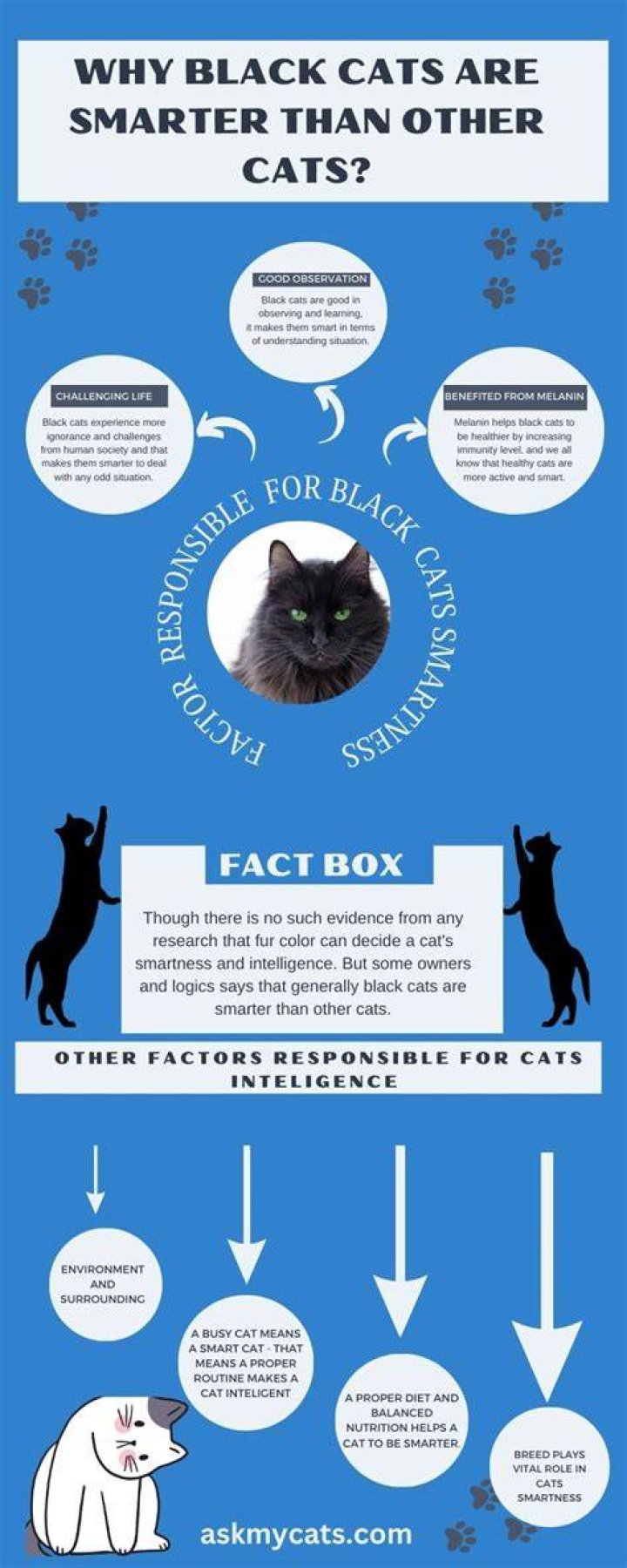 Are black cats friendlier than cats?
