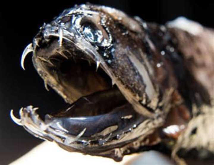 Are Black Dragonfish poisonous?