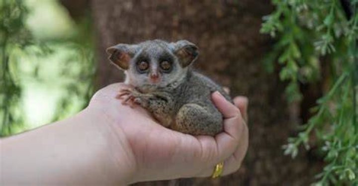 Are bush babies legal in Louisiana?