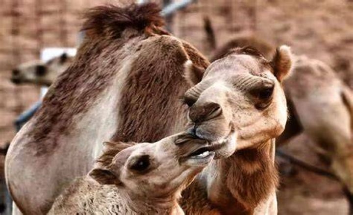 Are camels kosher to eat?