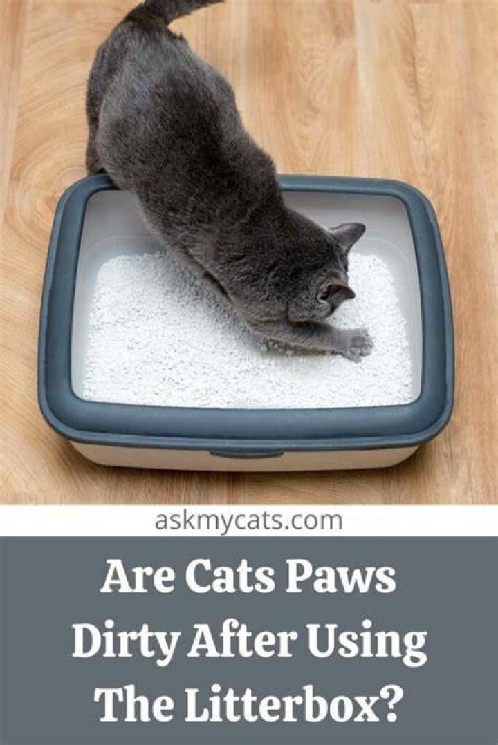 Are cats paws dirty after using the litter box?