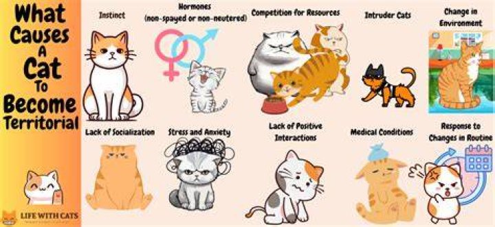 Are cats territorial over owners?