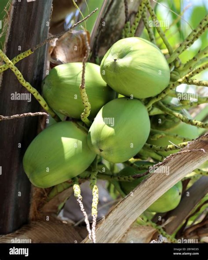 Are coconuts green?