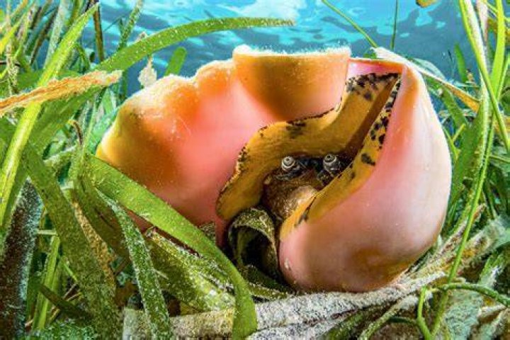 Are conch shells protected?