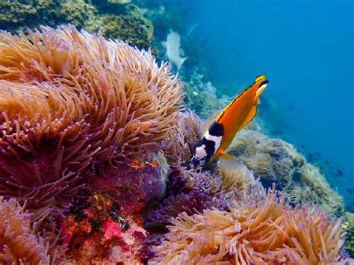 Are corals immortal?