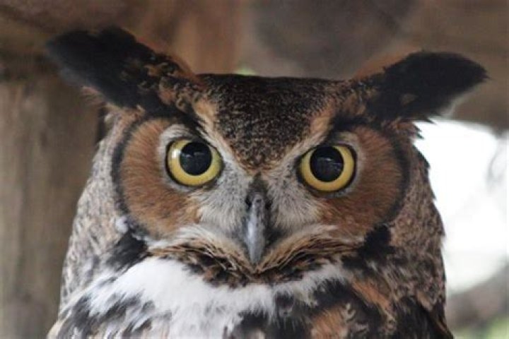 Are deer afraid of owls?