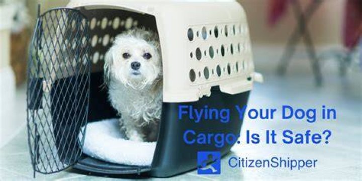 Are dogs safe in cargo?