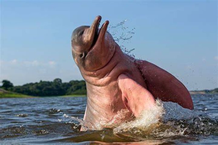 Are dolphins actually happy?