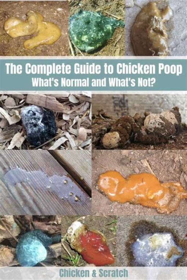 Are eggs chicken poop?