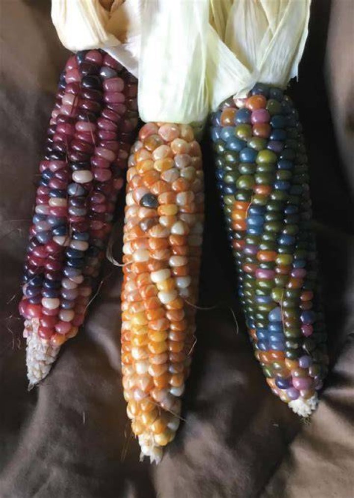 Are Glass gem corn real?