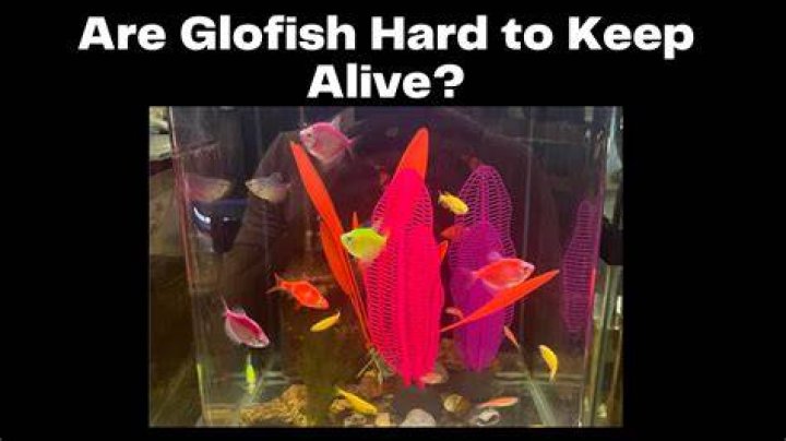 Are GloFish hard to keep alive?