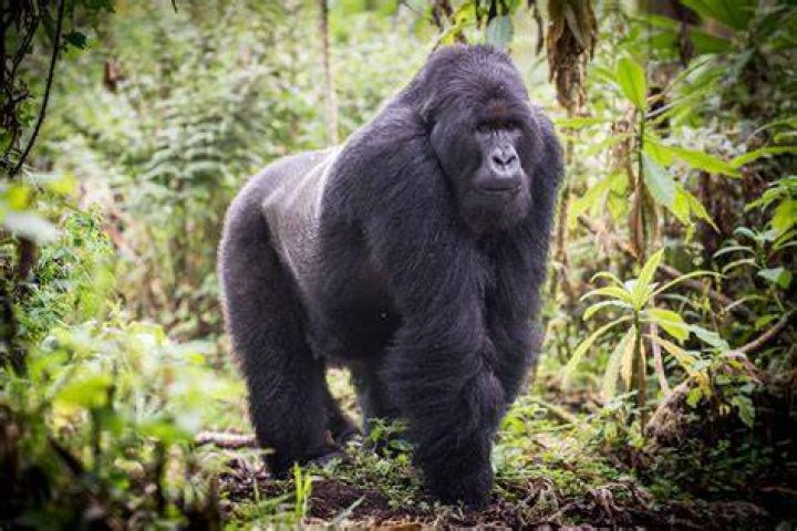 Are gorillas real?