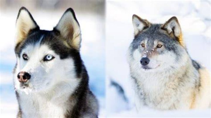 Are Huskies Part wolves?
