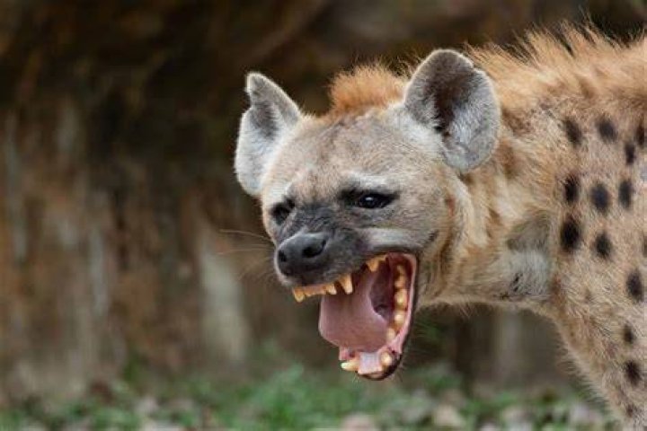 Are hyena in Arizona?