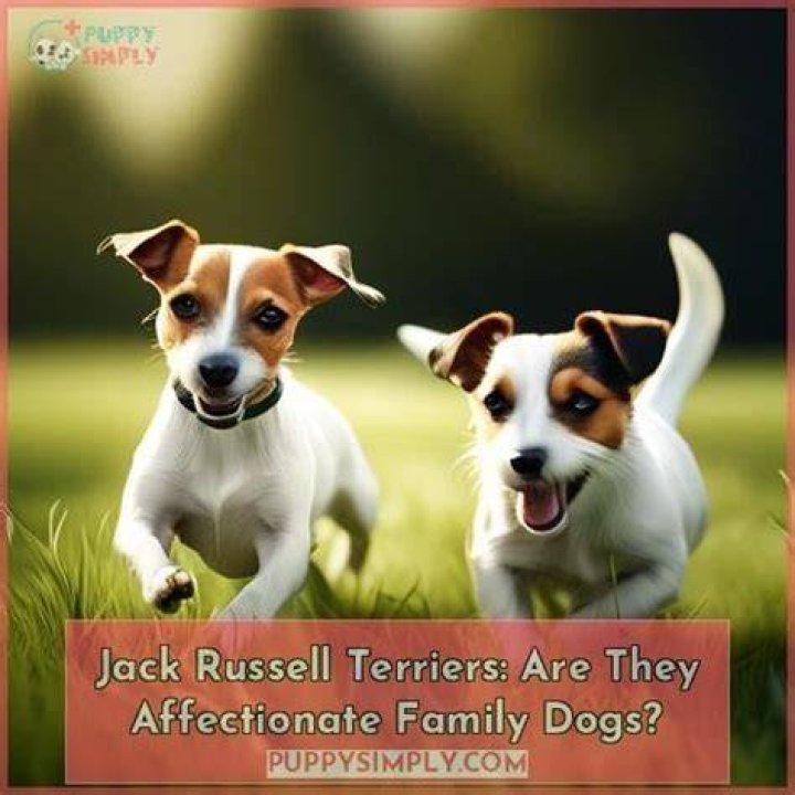 Are Jack Russells loyal?