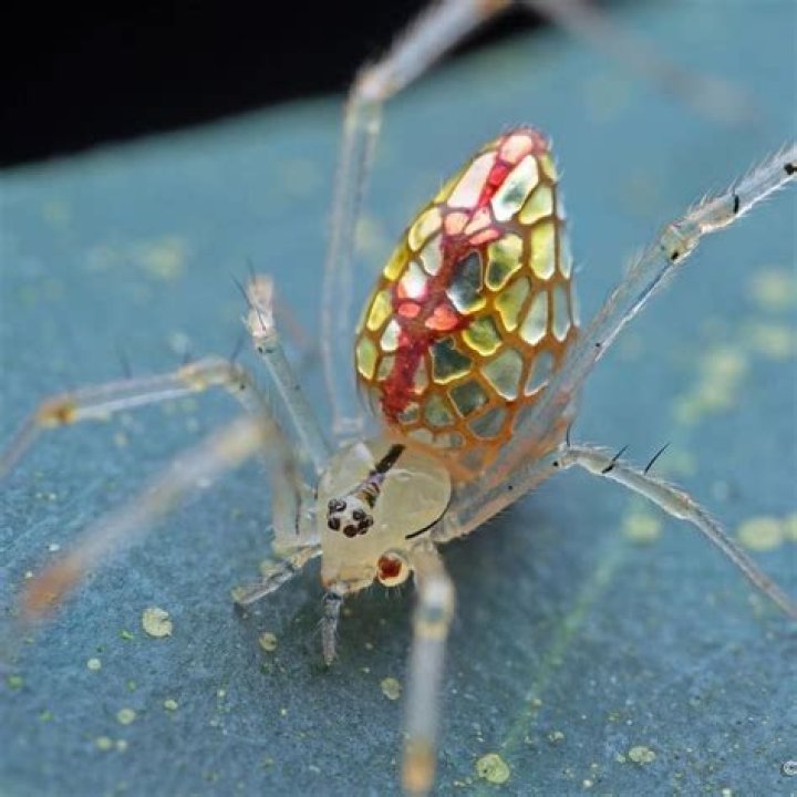 Are mirror spiders poisonous?