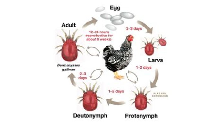 Are mites visible?