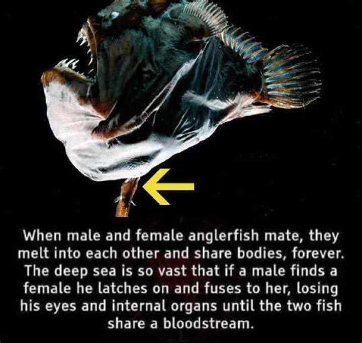 Are my angel fish mating?