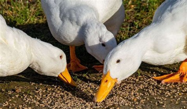 Are Pekin ducks friendly?