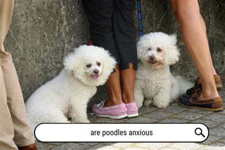 Are poodles anxious dogs?