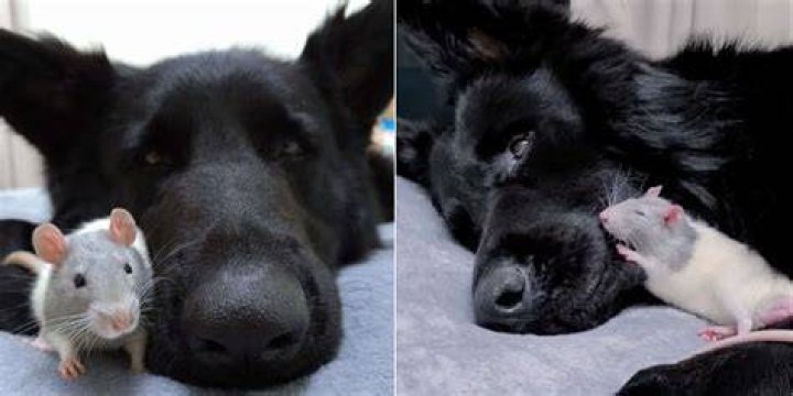 Are rats scared of dogs?