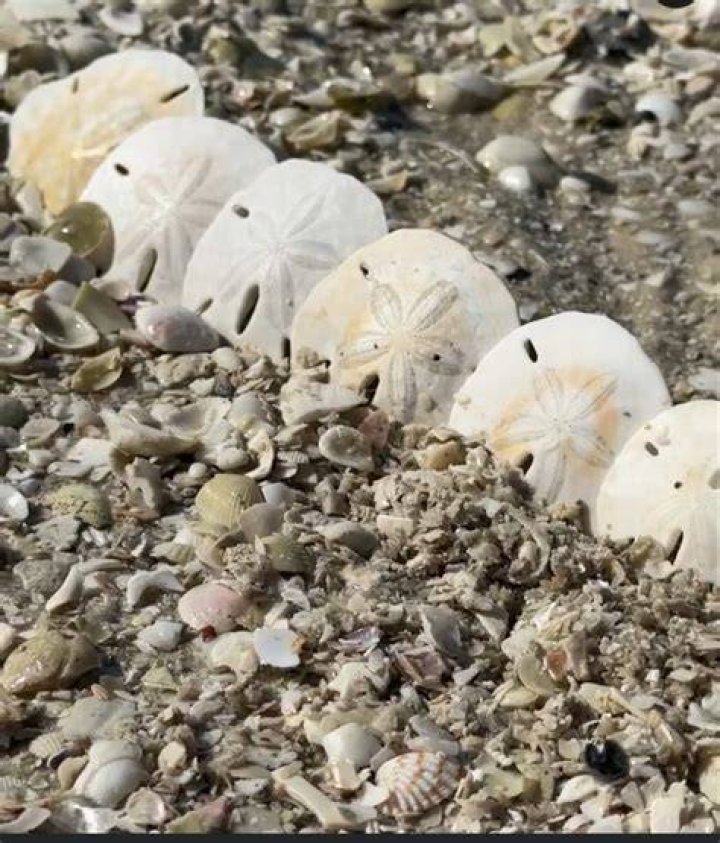 Are sand dollars illegal in Florida?
