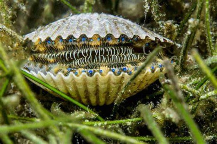Are scallops alive when you eat them?