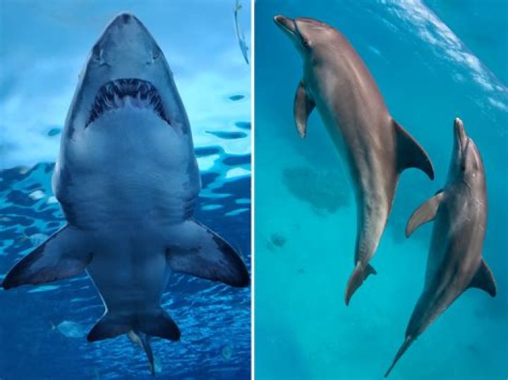 Are sharks afraid of light?