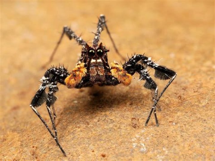 Are spiders smart?