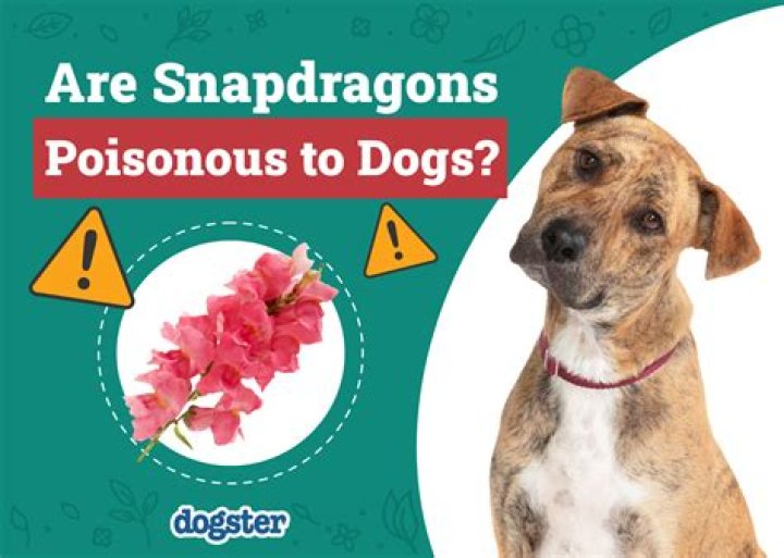 Are the beads in stuffed animals poisonous to dogs?