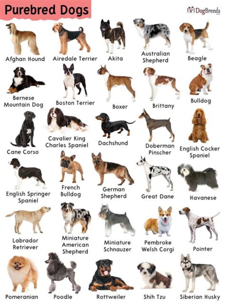 Are there any pure bred dogs?