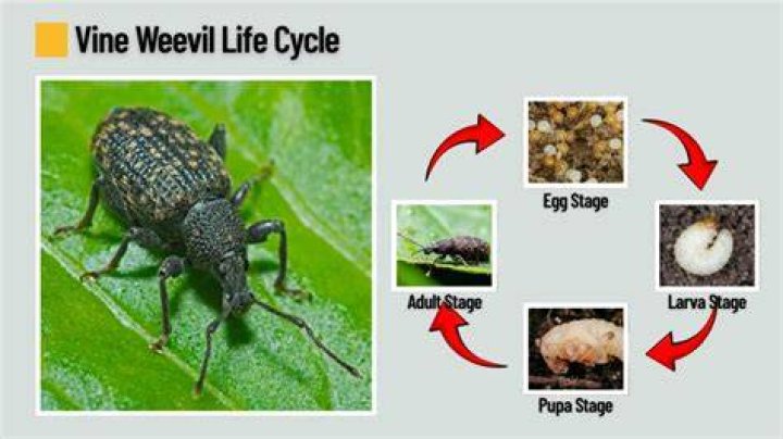 Are there weevil eggs in flour?