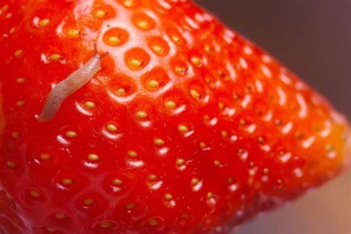 Are there worms inside strawberries?