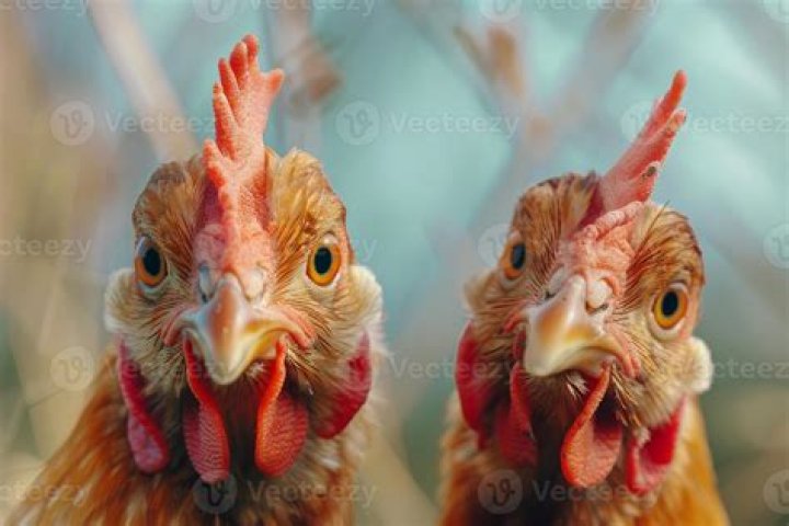 Are twin chickens possible?