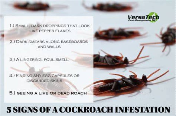 Are you dirty if you have cockroaches?