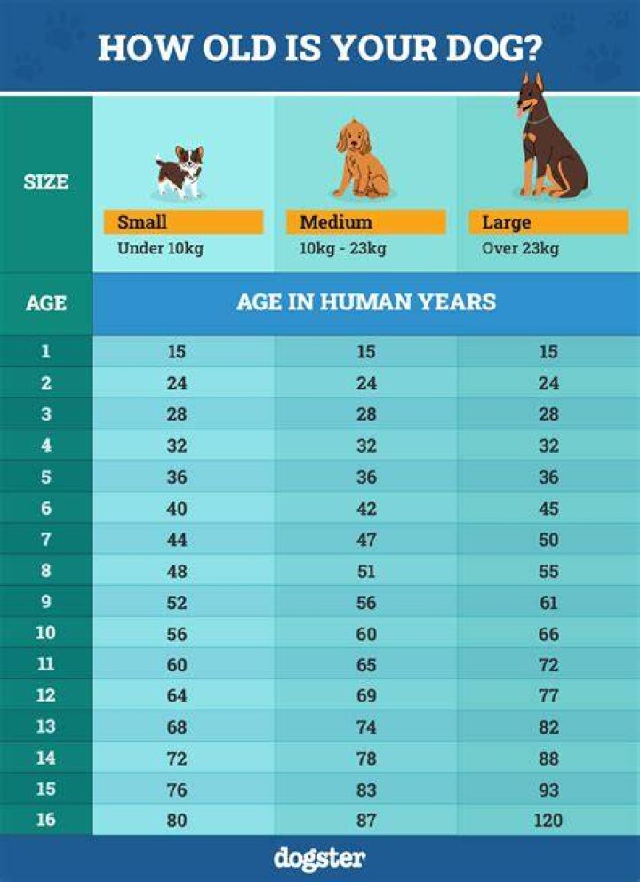 At what age do puppies get easier?