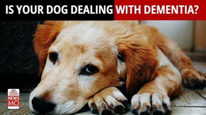 At what age does dementia start in dogs?