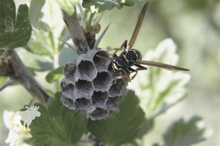 At what temperature do wasps stop flying?
