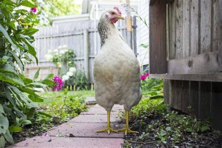 Can a chicken survive Marek's?