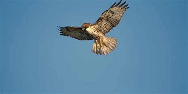 Can a hawk steal a baby?