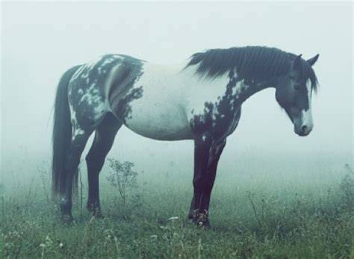 Can a horse be kept alone?