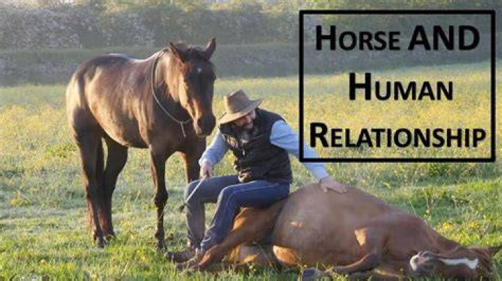 Can a horse love a human?